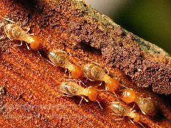 龍南市白蟻防治公司,提供白蟻預防滅殺除服務,潔鵬白蟻防治中心