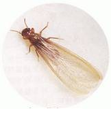 “白蟻季”又來(lái)了,滅白蟻千萬(wàn)別這么干,否則更"閉翳"!正確方法是…