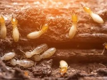 南京高淳滅蟑螂 消殺白蟻