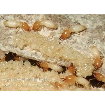 【松山湖滅白蟻公司