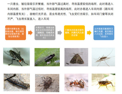 白蟻防治消殺 防治白蟻消殺方案 煙臺(tái)澳潔蟲控