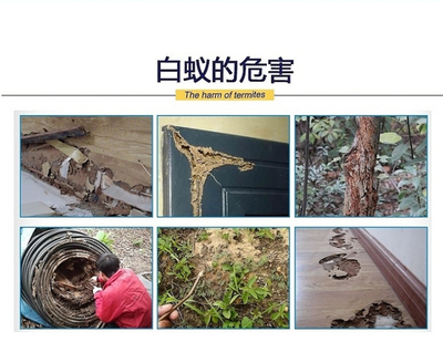 【清新縣白蟻預防治中心