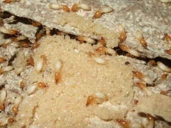 白蟻防治方法 家庭白蟻防治方法 高埗工廠除四害