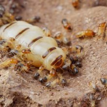 【余干縣滅白蟻公司