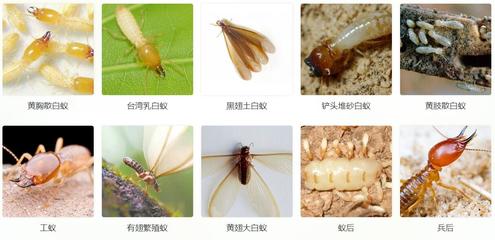 白蟻防治