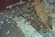 技術專業,廣州白蟻防治_