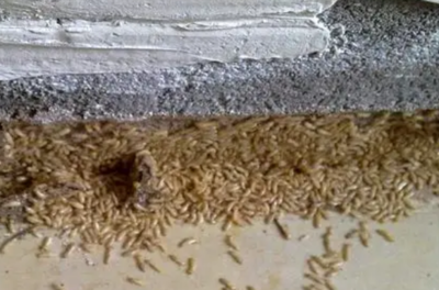 上虞白蟻防治站電話