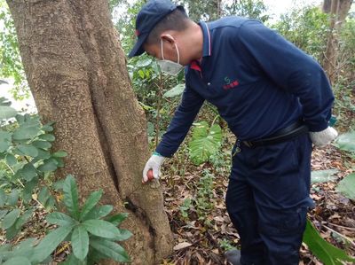 中大合順/南山區白蟻防治B標段巡查治理工作動態