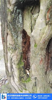 武漢白蟻防治公司 圖 武漢老房子白蟻防治 白蟻防治