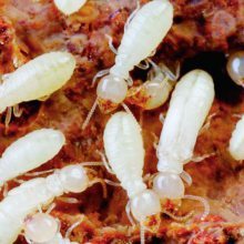 【家庭白蟻防治,滅白蟻,南昌滅白蟻公司圖片】家庭白蟻防治,滅白蟻,南昌滅白蟻公司