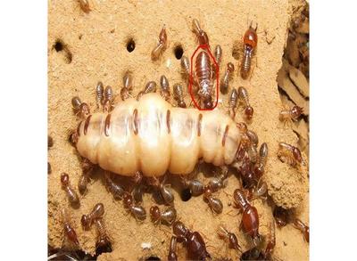 白蟻防治站 比較好 工地上門除白蟻