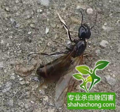 倉庫防白蟻,請不要治標不治本