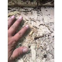 【瑞金市白蟻防治中心