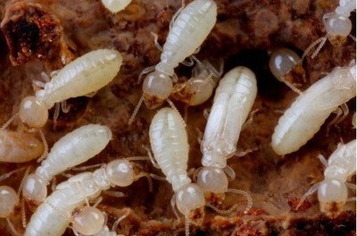 德陽白蟻防治公司德陽白蟻防治中心