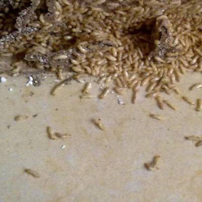 武漢水庫白蟻防治 白蟻防治廠家 白蟻防治所