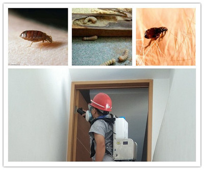 佛山白蟻防治 - 治白蟻 滅白蟻 找佛山市護建白蟻防治所