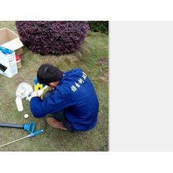 保格利白蟻防治費收費 專業白蟻防治 新余白蟻防治