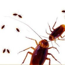 綠一四害消殺白蟻防治滅鼠公司