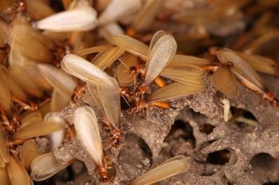 又到高發期!杭州人注意,發現時千萬別這樣做