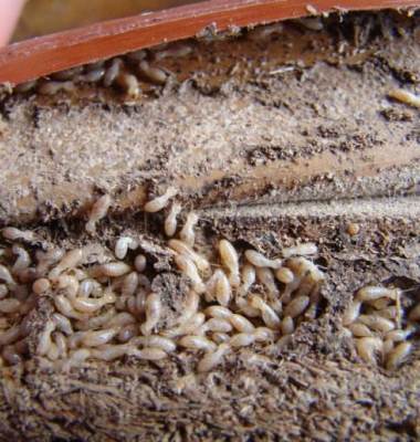 白蟻防治站圖片