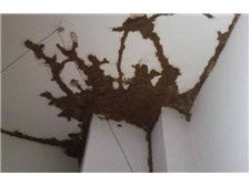 石家莊清波滅鼠殺蟲公司產品展示