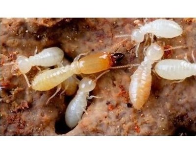 武漢鑫豪白蟻防治