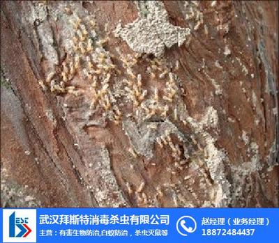 拜斯特白蟻防治 圖 、堤壩白蟻防治、荊門白蟻防治