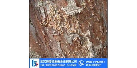 拜斯特白蟻防治 圖 、堤壩白蟻防治、荊門白蟻防治