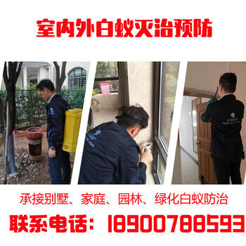 樹上有白蟻找湖南巨恒滅白蟻公司上門服務一次解決