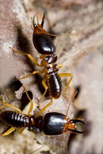 花都區炭步白蟻防治方法