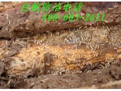 佛山白蟻防治公司如何處理白蟻具體部位_中國貿易網