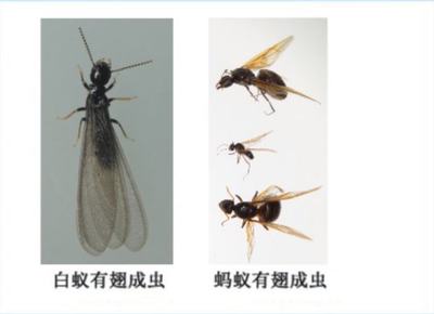 科普:如何發現家中是否有白蟻危害?丨又到白蟻分飛季②