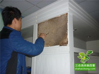 園林樹木農作物的白蟻預防方法,白蟻蟲害防治