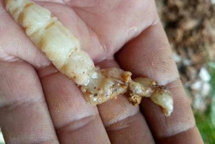 進賢縣白蟻防治 紅谷灘白蟻防治 南昌白蟻防治