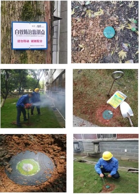 白蟻防治科普知識宣傳