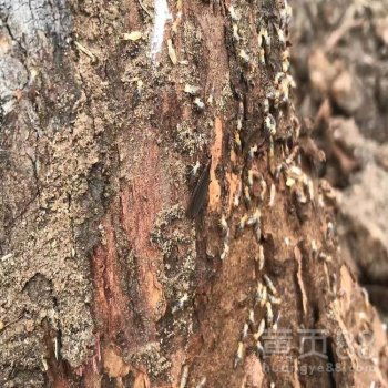 【上饒市防治白蟻公司家白蟻的防治】- 