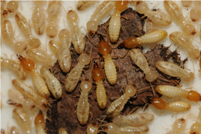 多圖慎入!白蟻又來了,怎么找到靠譜的防治公司?