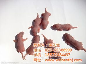 有害生物防治,白蟻防治,清潔服務,室內空氣治理,環(huán)保產(chǎn)品銷售優(yōu)惠價格