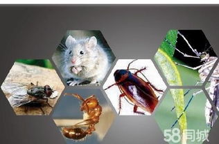 奉化除蟲公司 奉化滅鼠公司 奉化白蟻防治 奉化家庭滅鼠