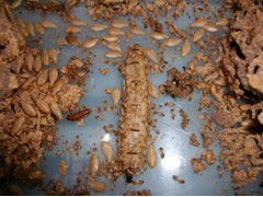 西鄉(xiāng)白蟻防治公司西鄉(xiāng)殺蟲公司