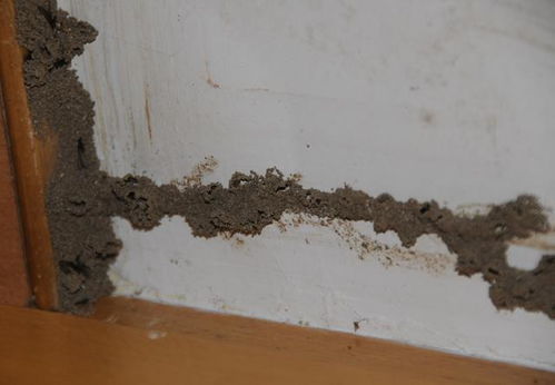 關窗 江蘇已發(fā)現(xiàn),頭皮發(fā)麻