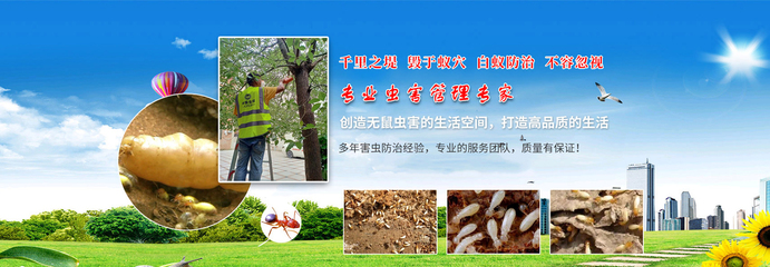 晉江白蟻防治滅鼠_晉江殺白蟻滅蟑螂