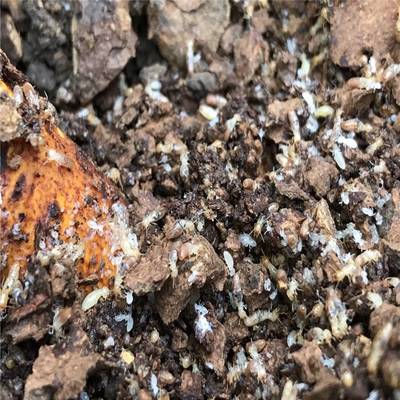 永豐白蟻預防公司 倉庫白蟻防治 專業(yè)滅白蟻機構