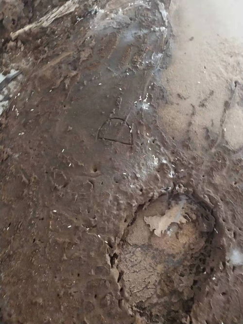 深圳桃源正規白蟻防治公司哪家好