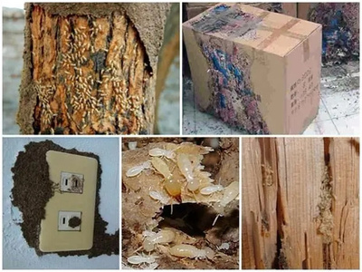 東陽白螞蟻防治中心 白蟻上門治理 快速上門