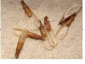 居家中白蟻防治方法