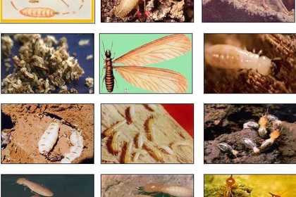 30 南寧滅白蟻,殺白蟻,白蟻防治上門服務 