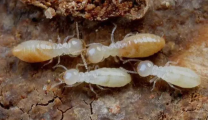 白蟻防治所職責