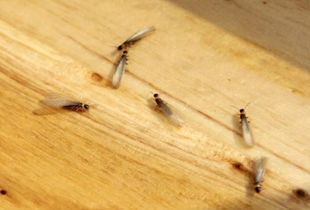 強降水帶來白蟻潮 廣東天氣給出防治三招 擋 殺 吃