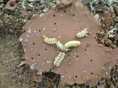 增城區滅白蟻服務公司